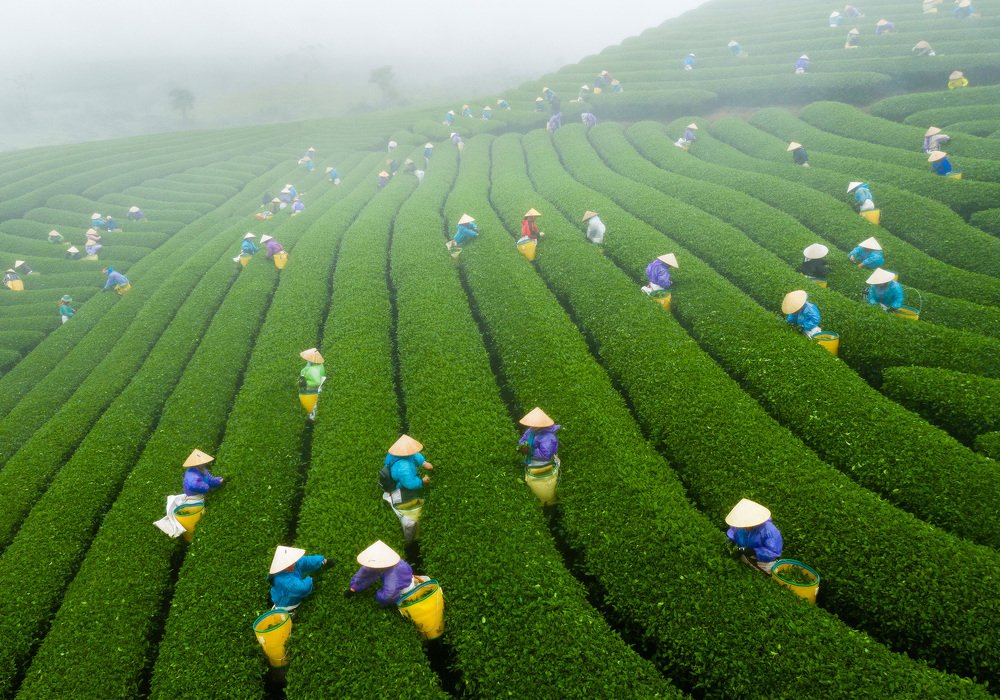 Tea harvest season