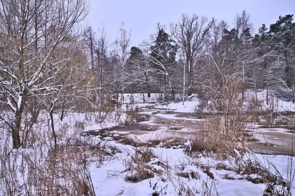 Зимнее болото