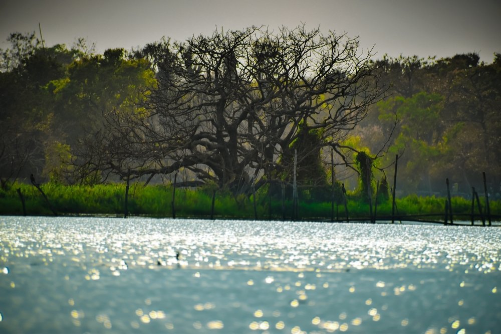 Green Leafed Tree Besides Body of Water during Daytime