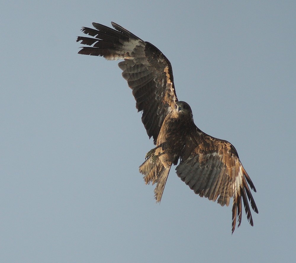 Есть только миг ...