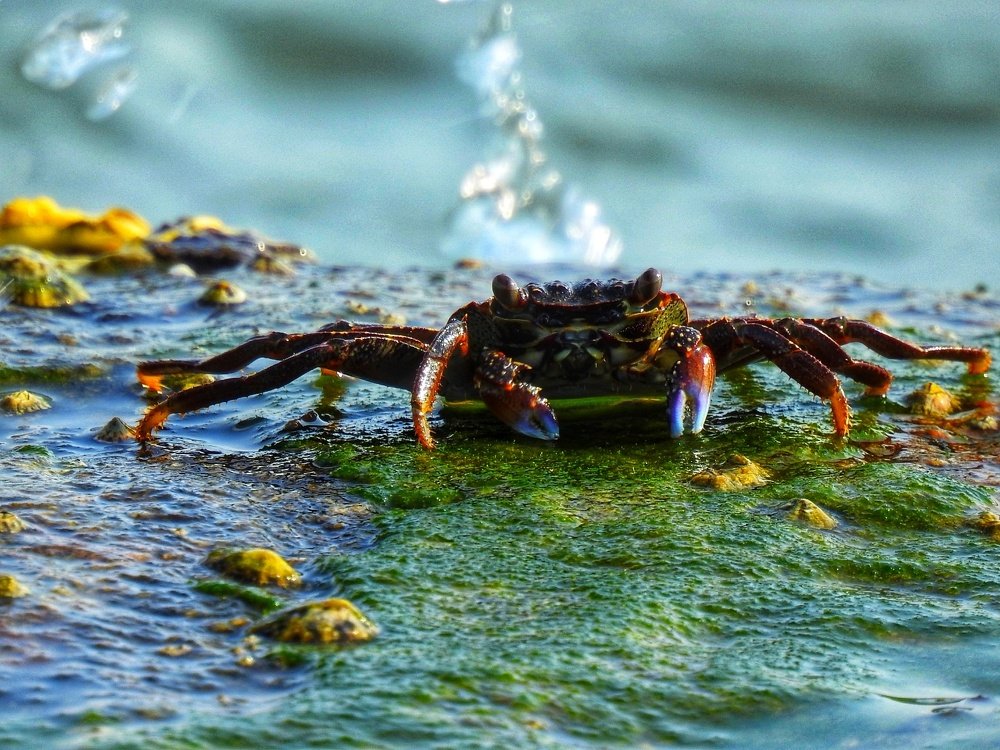 Colorful crab