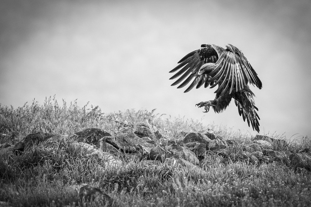 Фотография автора Nikolay Nikolov