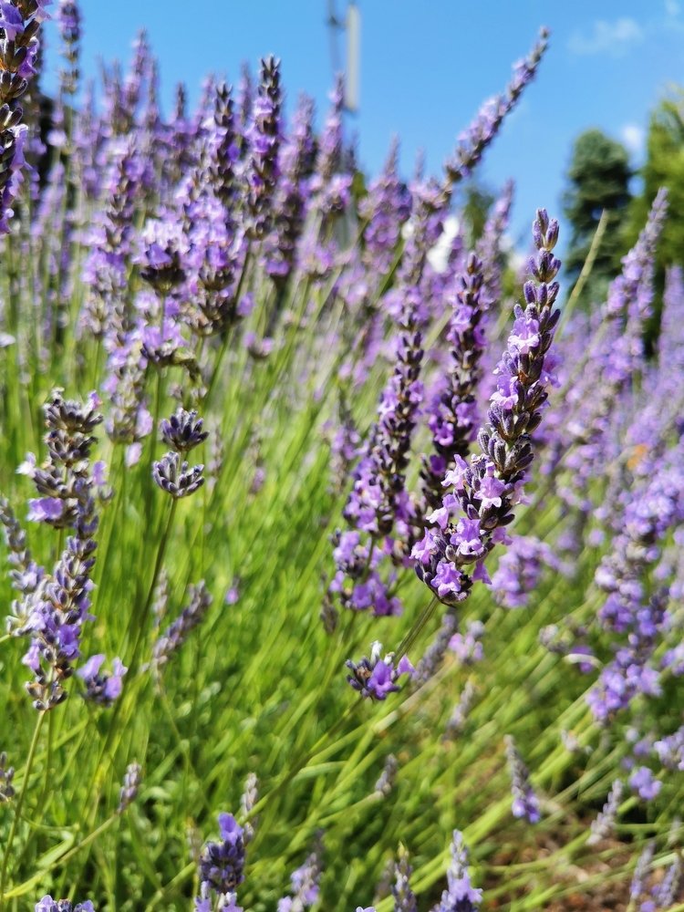 Photograph by Екатерина Шахматова