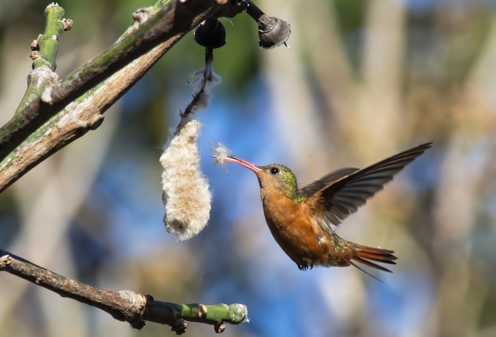 Working for the Nest