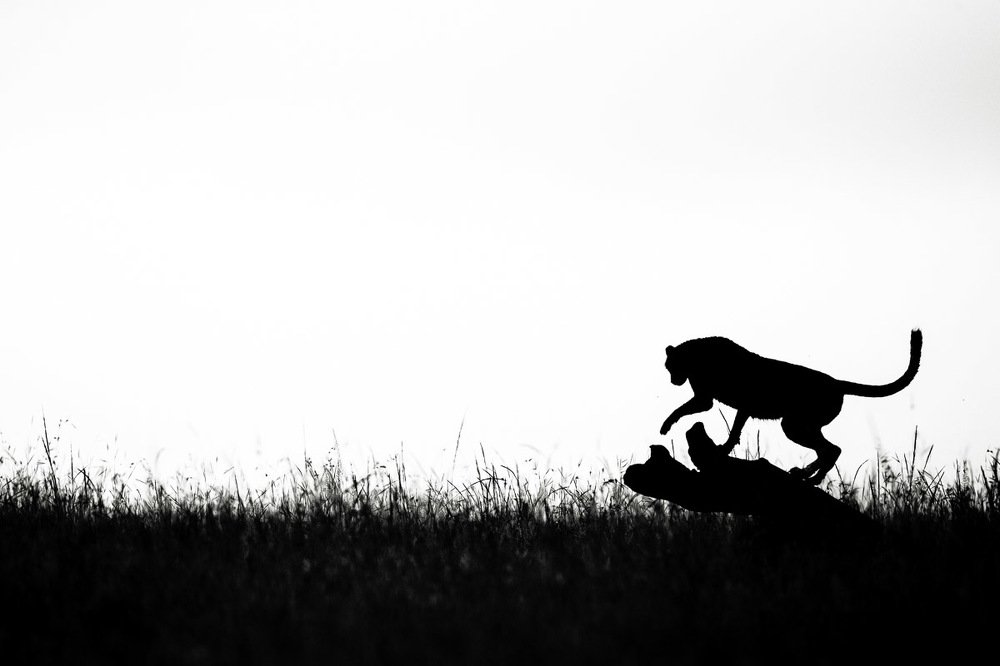 Photograph by Ramachandiran Govindaraj