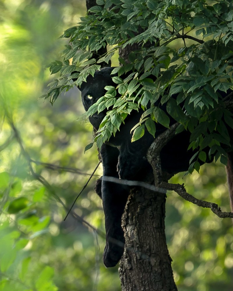 Photograph by Ramachandiran Govindaraj