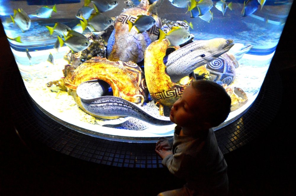 Любопытные мурены