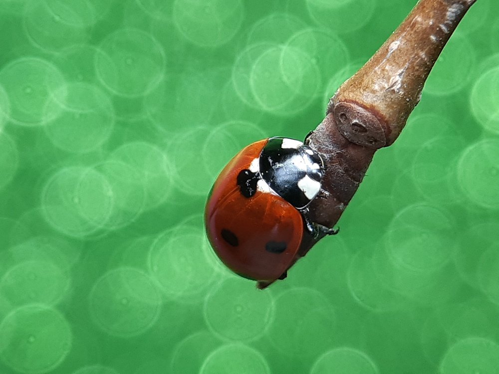 Photograph by Inessa Botasheva