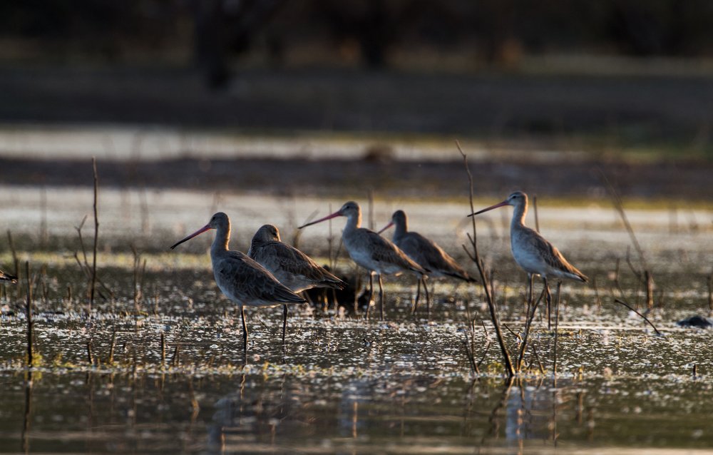 Godwit on water