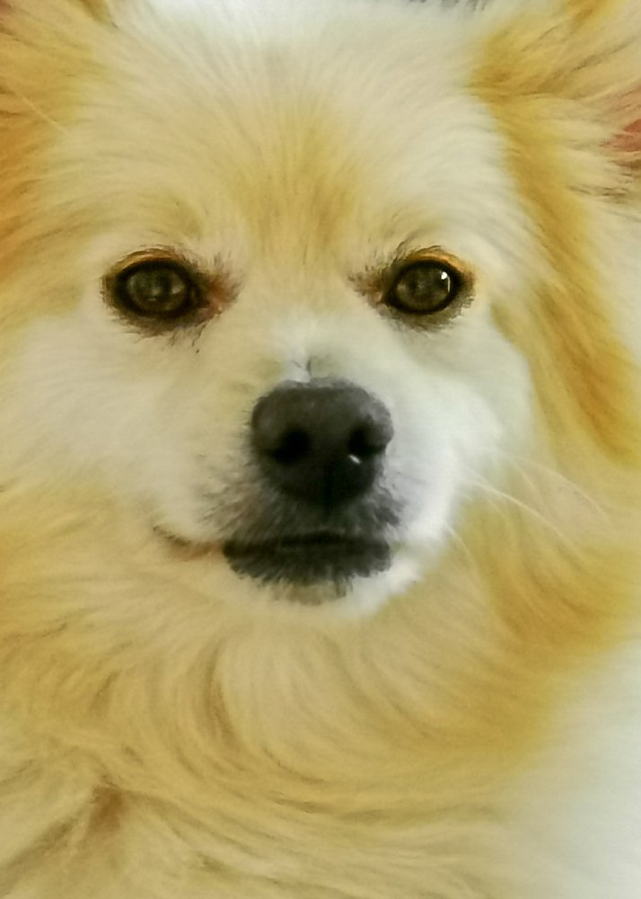 El rey