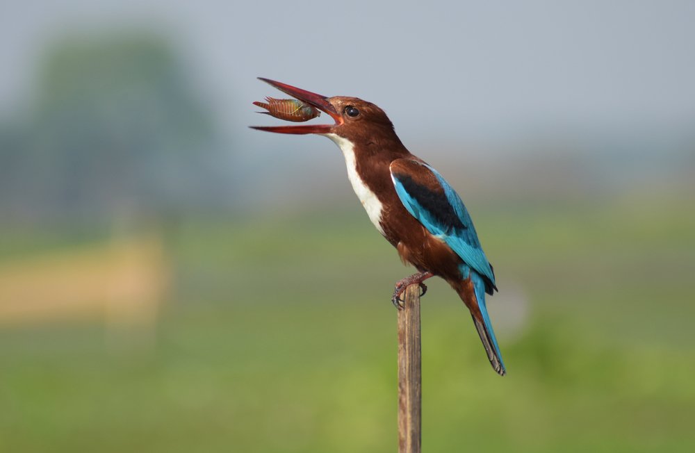 Фотография автора Khokan Haldar