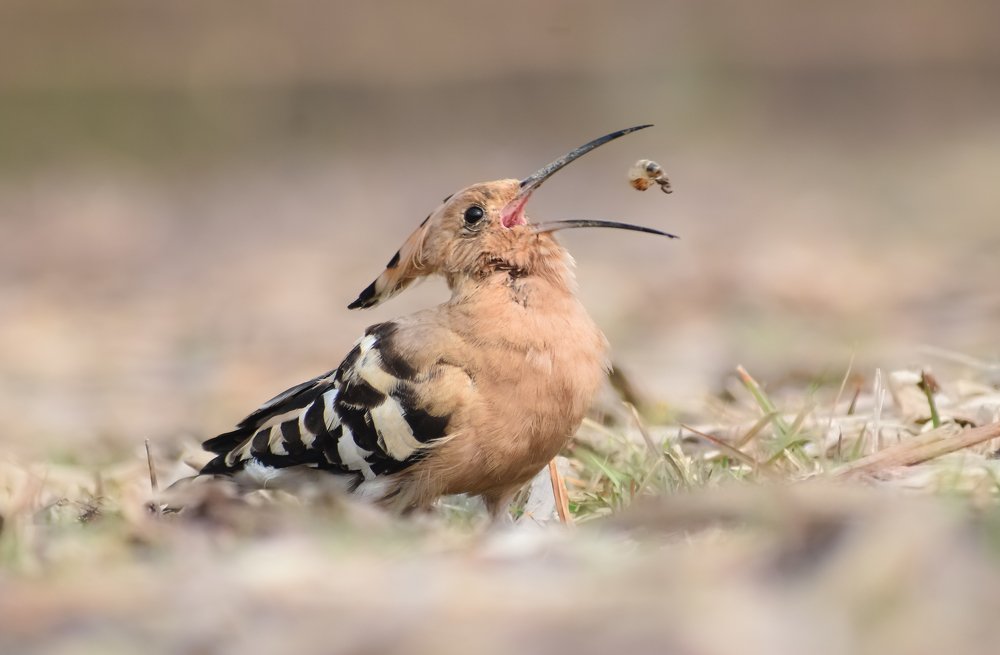 Фотография автора Khokan Haldar