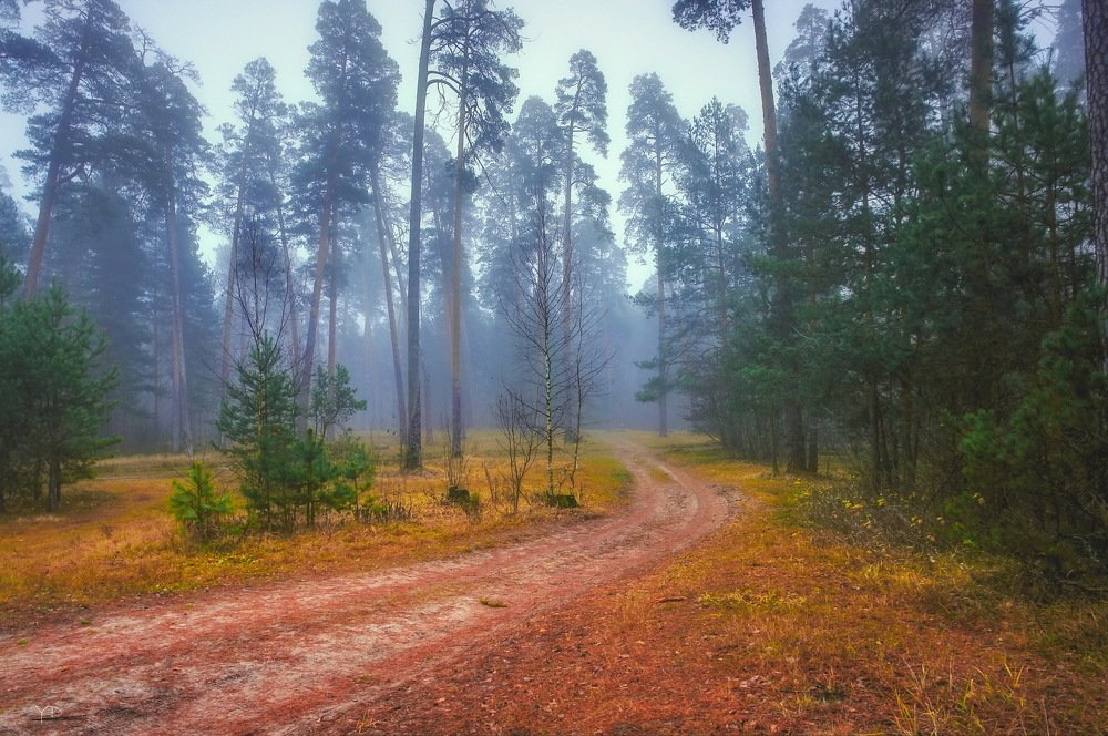 Photograph by Дмитрий Янтарев