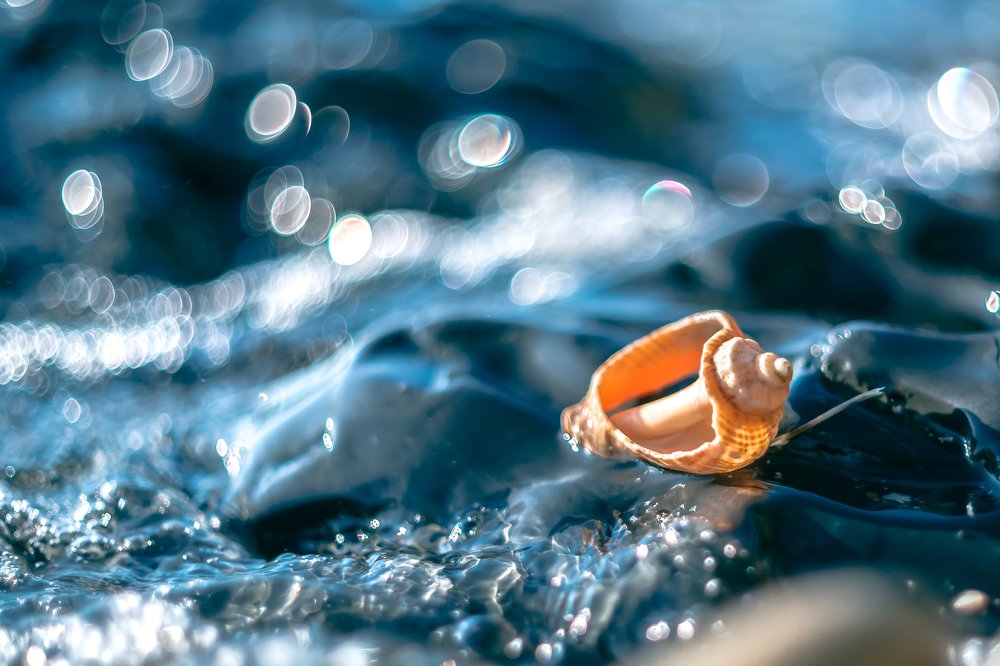 Слышишь, как шумит море?