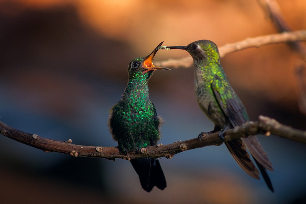 zunzun apunto de alimentar a su cría