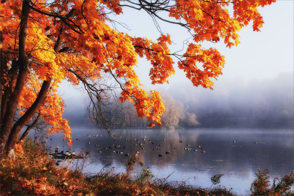 "Кленовый сироп..."