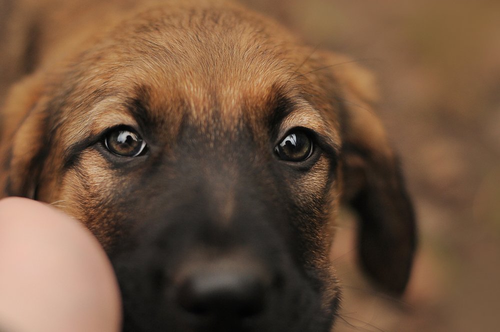 Добрый друг