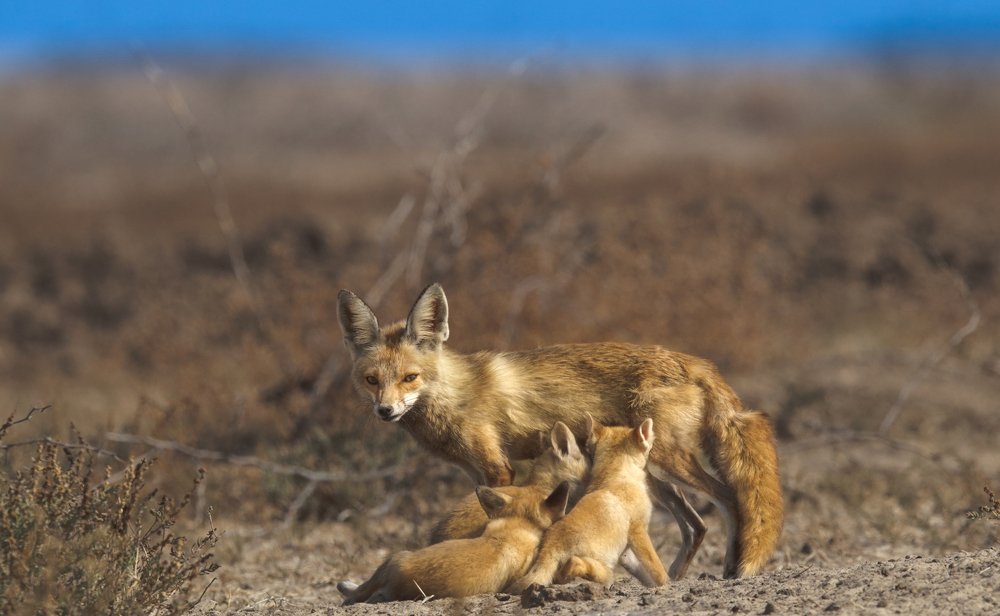 Photograph by Dipanjan Nath