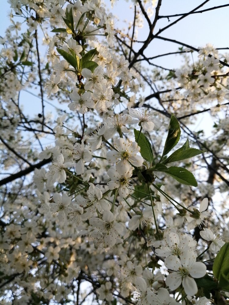 Цветущая вишня