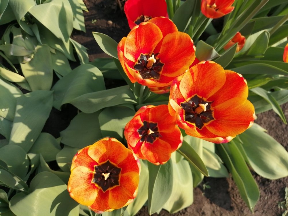 Красочные тюльпаны