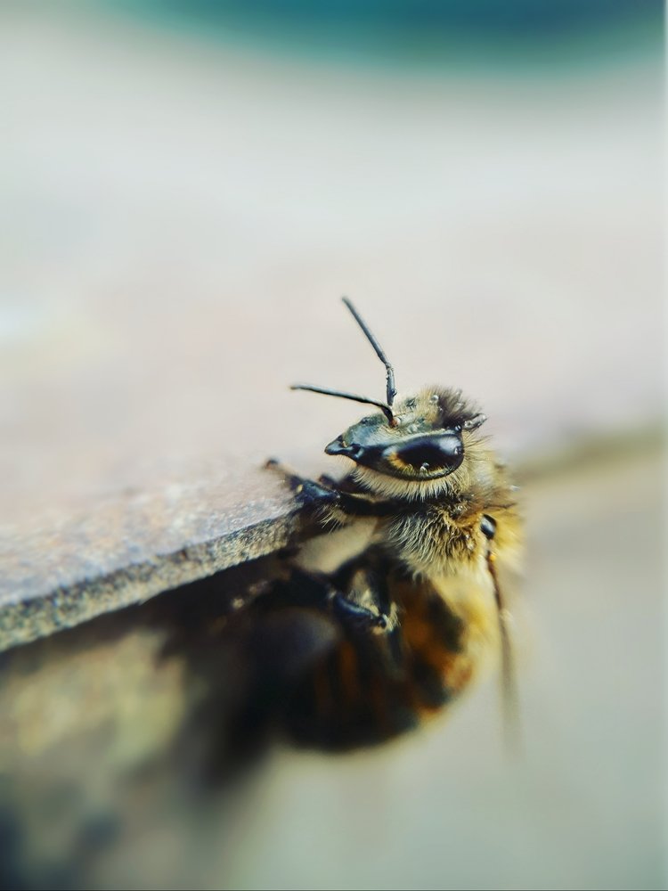 Пчелиный взгляд
