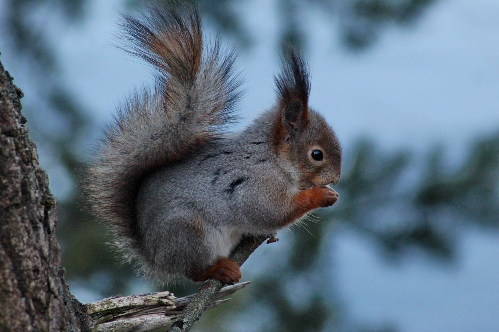 Photograph by Николай Николаевич Леухин