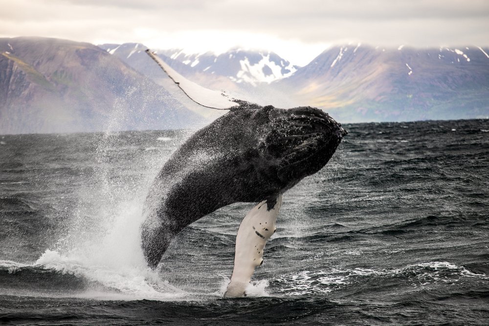 Photograph by Martina