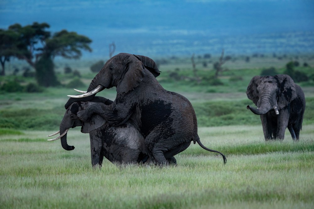 Mate with wrong partner