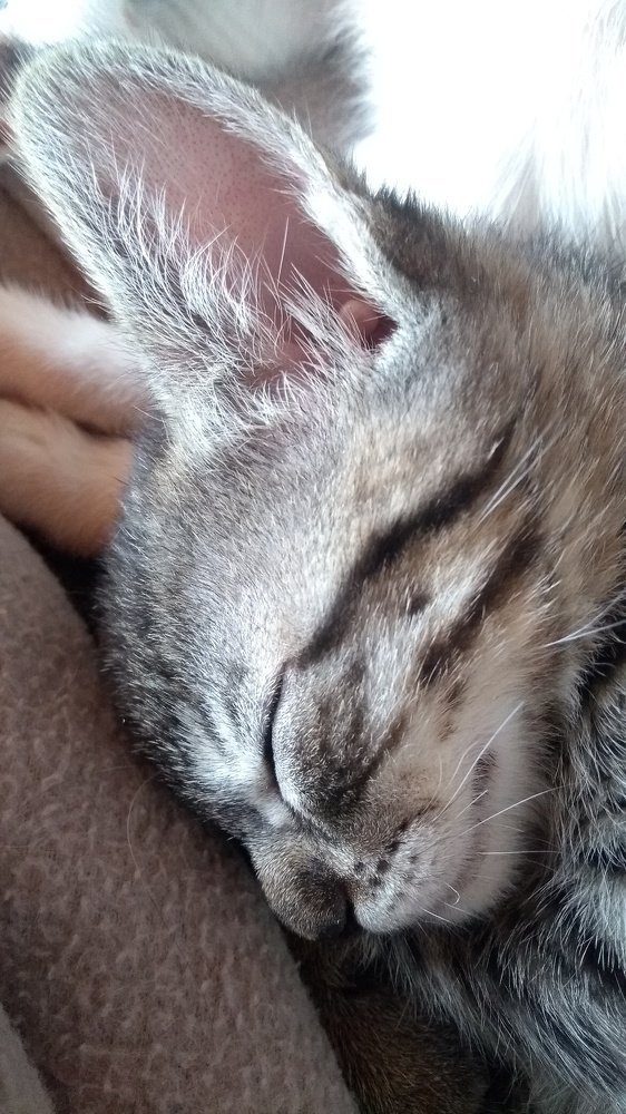 Photo #4488072