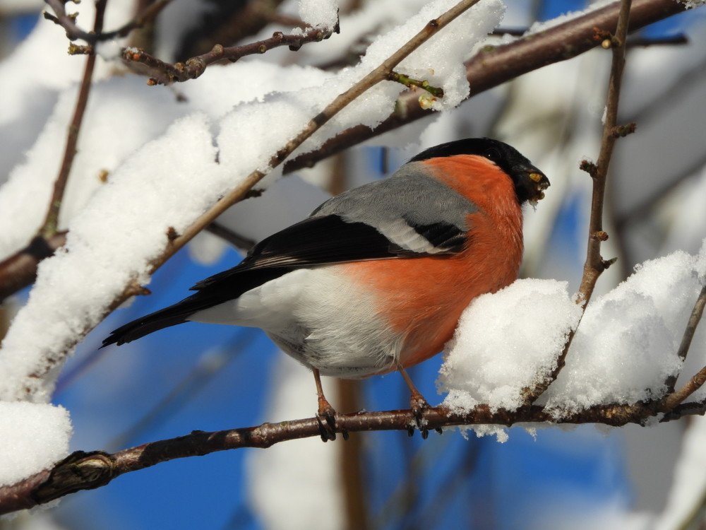 Photograph by Davorin Jurković