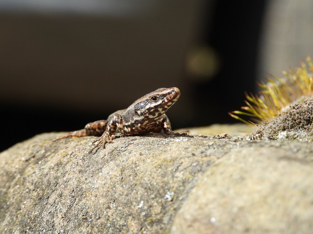 Photograph by Davorin Jurković