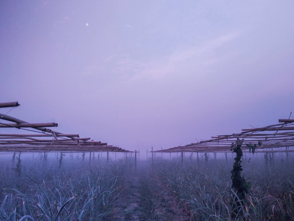 Photograph by Md Abu Sayeed Mondal