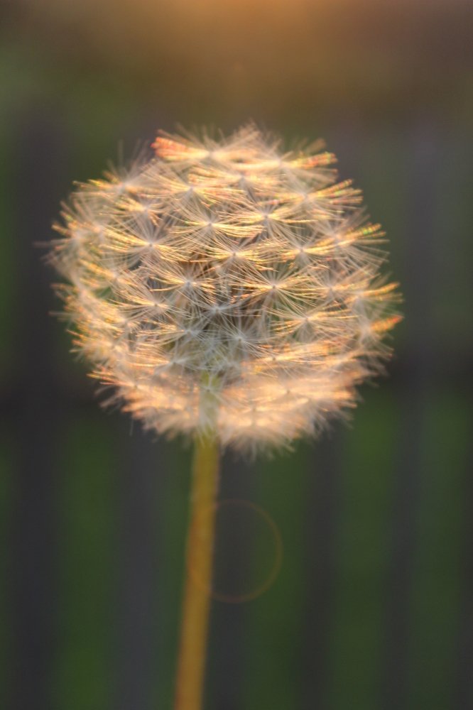 Photograph by Олеся