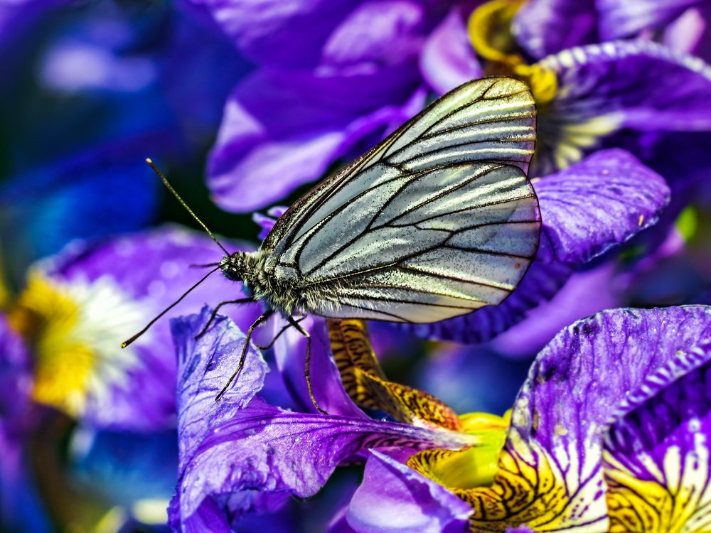 Photograph by Victor Pruhnitskiiy