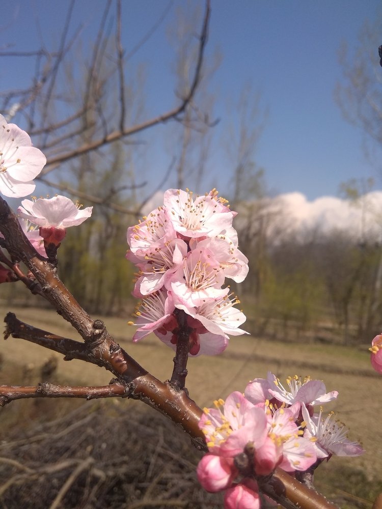 Apricot blossom