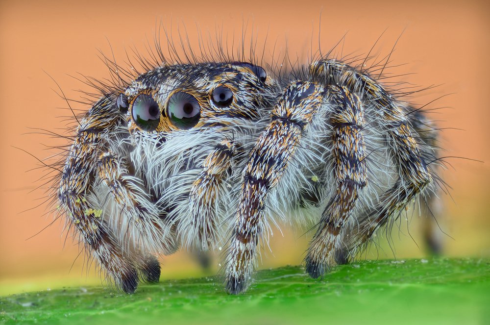 Photograph by Enrico Luzi