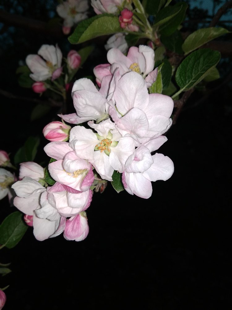 Фотография автора Jasira Sajad
