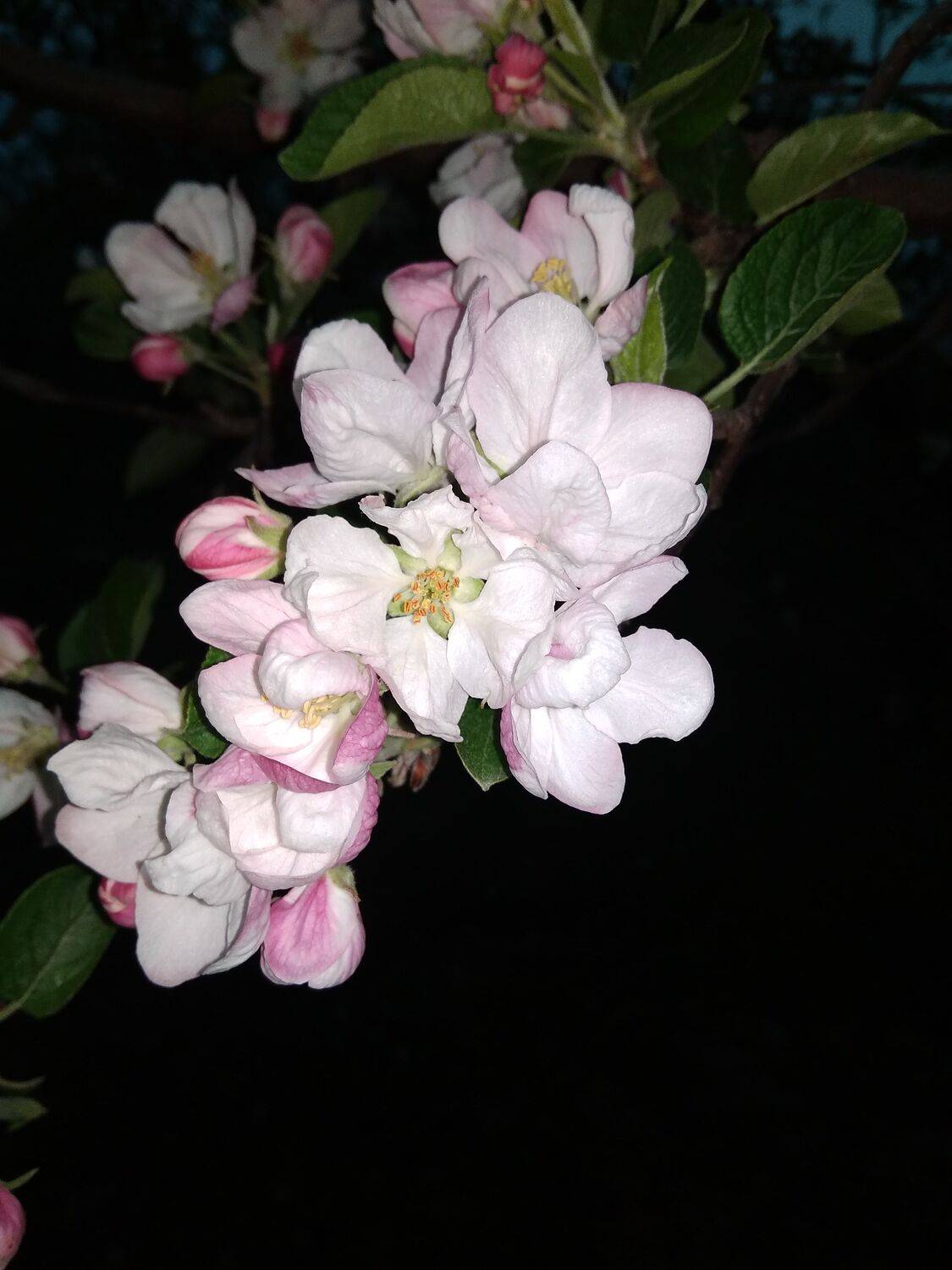 Photo #4489498