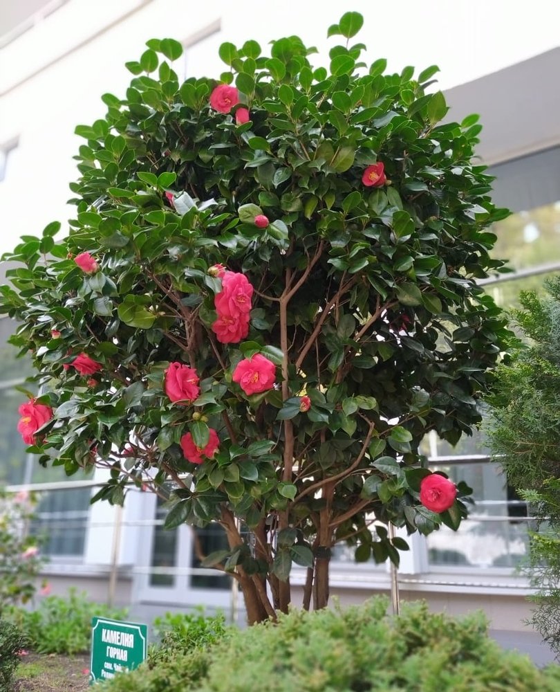 Photograph by Игорь Непомнящий