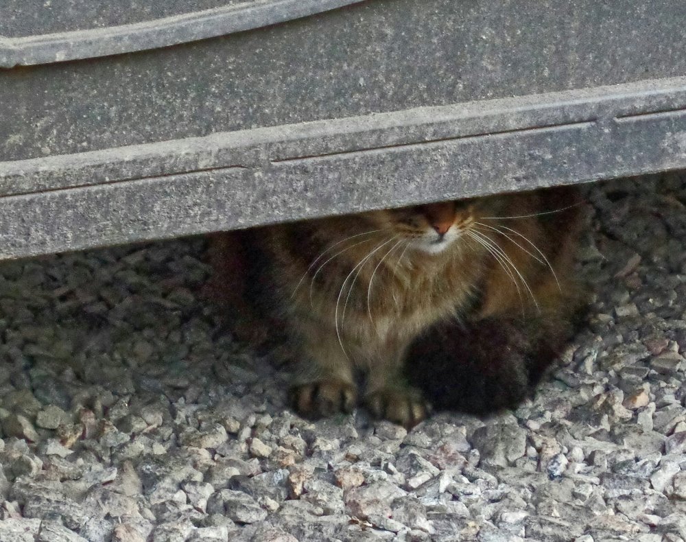 Фотография автора Lizuza