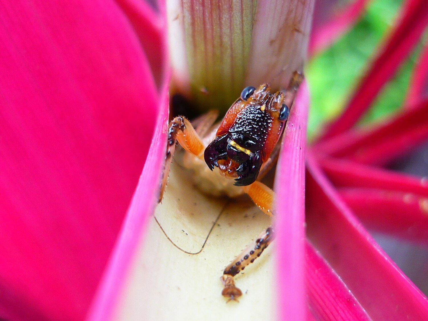 Cricket Smile