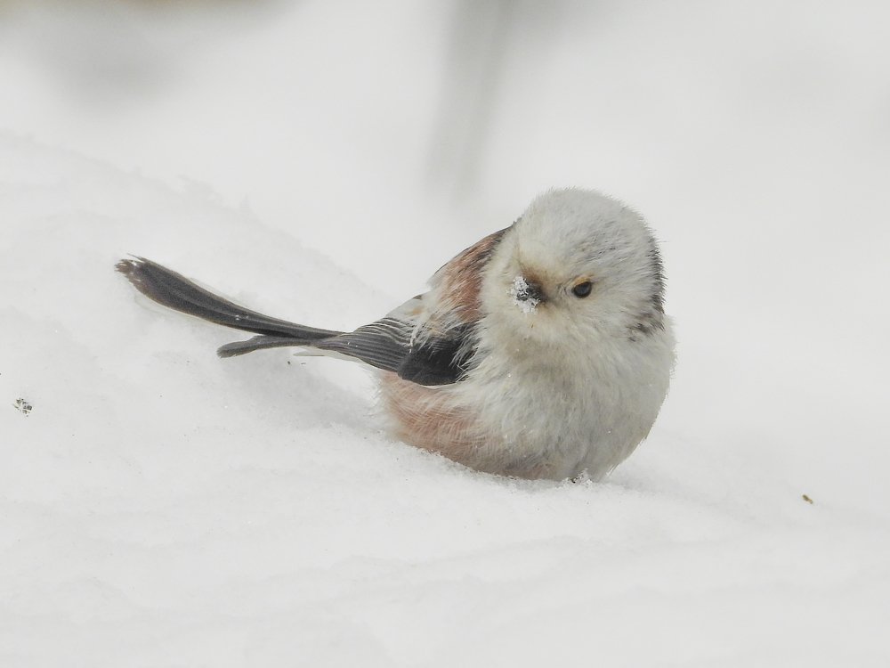 Ополовники