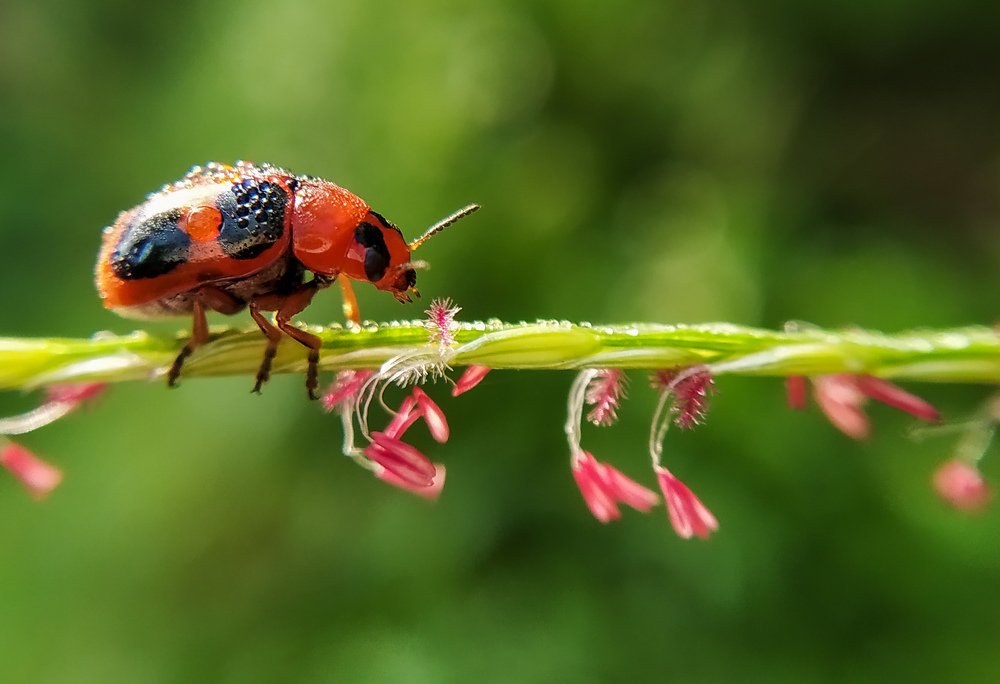 Shot on redmi note 7