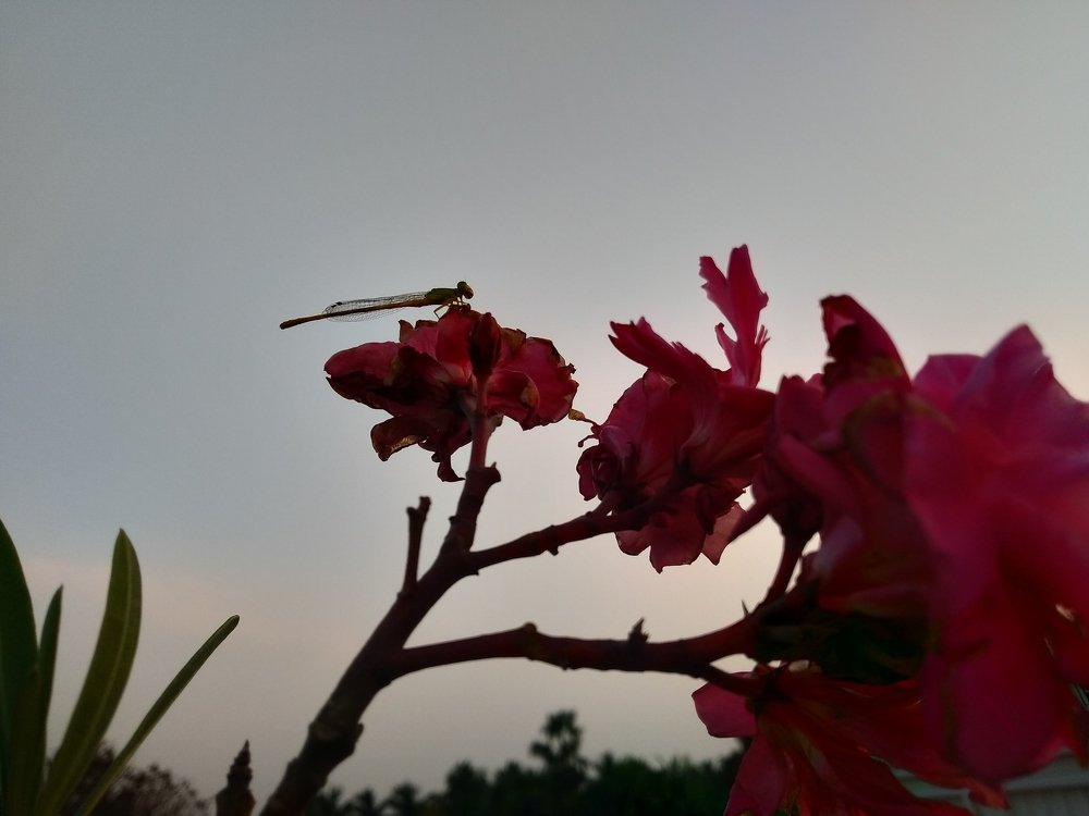 Photo #4490288