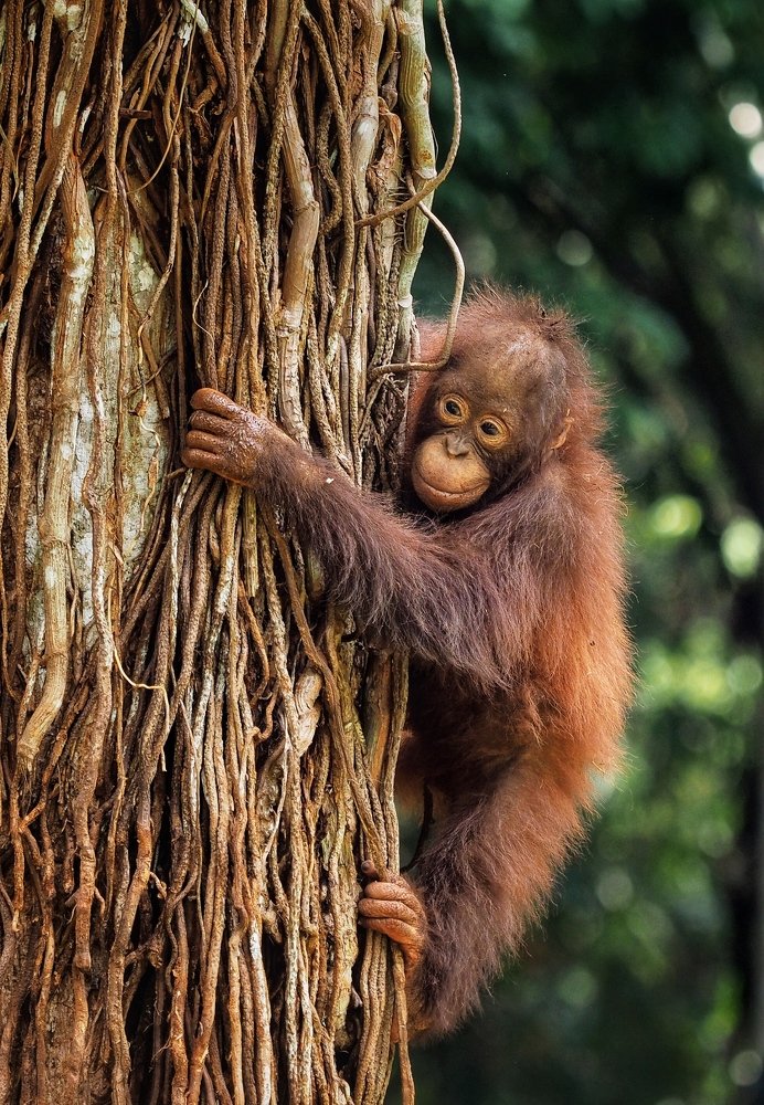 borneo orang utan boy