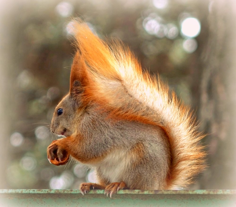 Рыженькая, хвостатенькая...