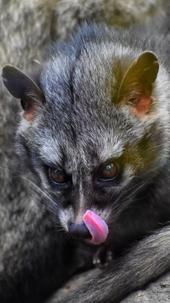 Asian Palm Civet