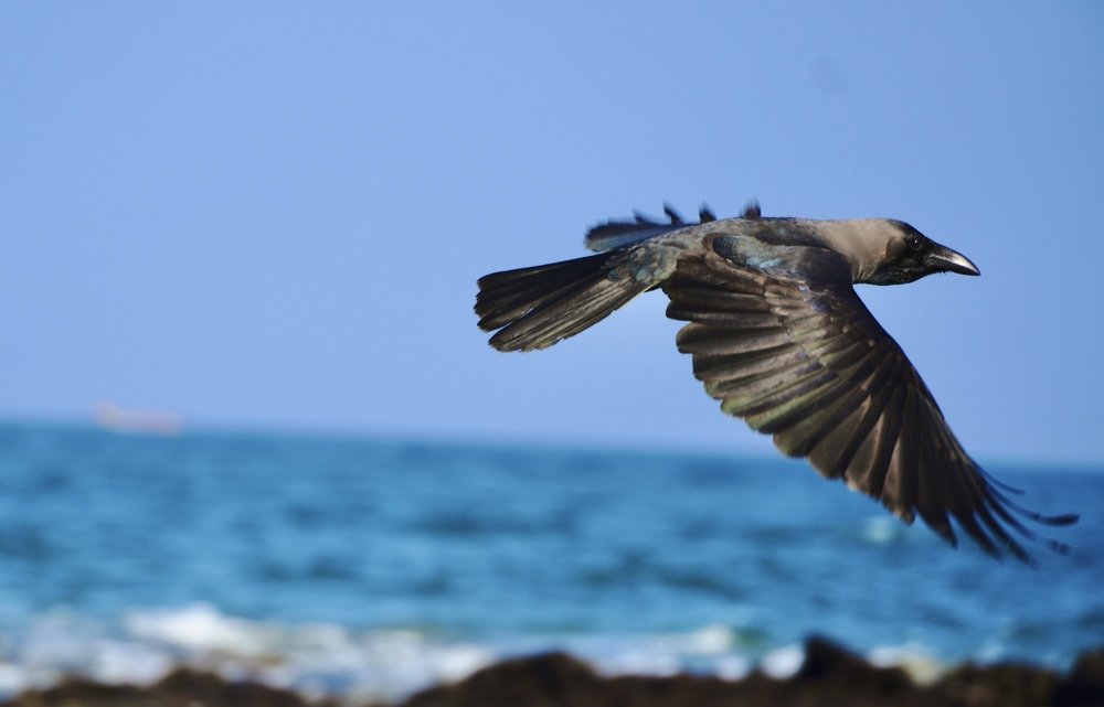 Photograph by Victoryvikas dadala