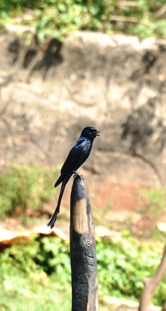 Photograph by Victoryvikas dadala