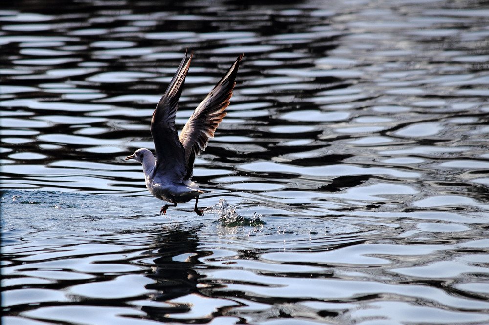 Running on the water